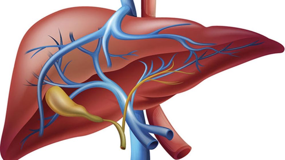 লিভার (Liver / যকৃত)